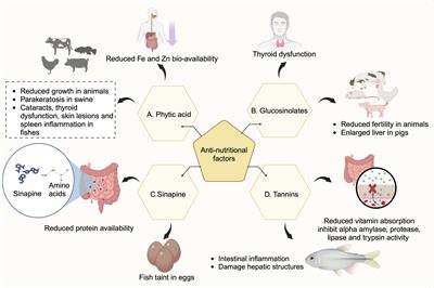 Breeding and biotechnology approaches to enhance the nutritional quality of rapeseed byproducts for sustainable alternative protein sources- a critical review